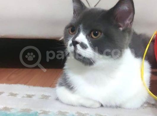 1 Yaşında Tuvalet Eğitimli Scottish Fold görsel