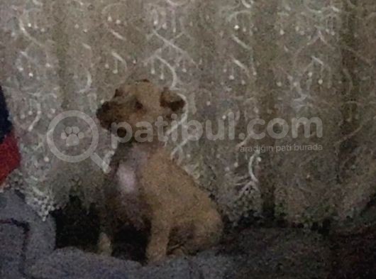 Safkan 3 Aylık Erkek American Bully