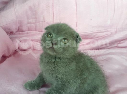 Scottish Fold Ve British Yavrularımız görsel