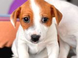 Kısa Bacak Jack Russel Yavrular