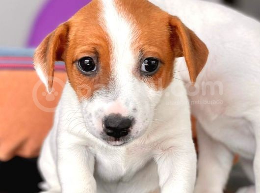 Kısa Bacak Jack Russel Yavrular görsel