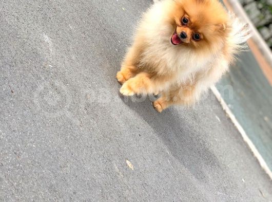 6 Aylık Dişi Teacup Pomeranian 1Kg görsel