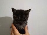 3 Tane Dişi Yavrumuz Silver Tabyy