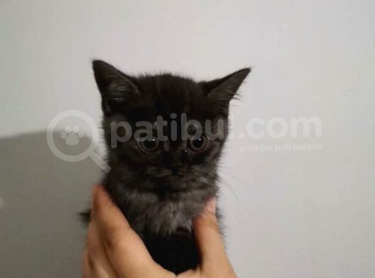 3 Tane Dişi Yavrumuz Silver Tabyy görsel