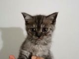 3 Tane Dişi Yavrumuz Silver Tabyy