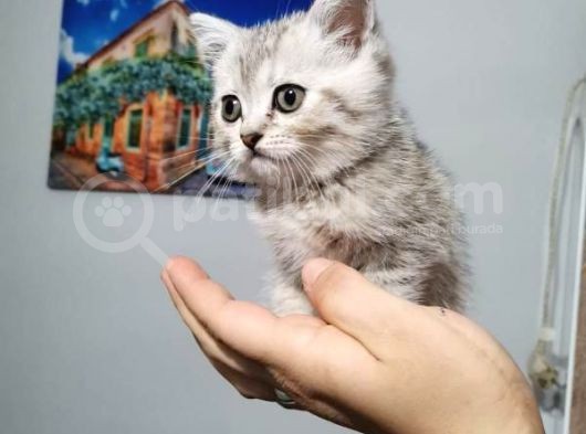 3 Tane Dişi Yavrumuz Silver Tabyy görsel