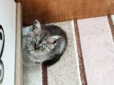 3 Tane Dişi Yavrumuz Silver Tabyy