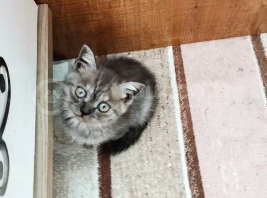 3 Tane Dişi Yavrumuz Silver Tabyy görsel