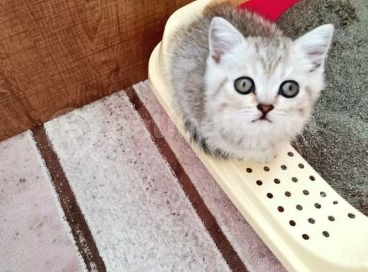 3 Tane Dişi Yavrumuz Silver Tabyy görsel