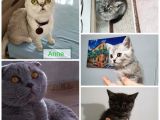 3 Tane Dişi Yavrumuz Silver Tabyy