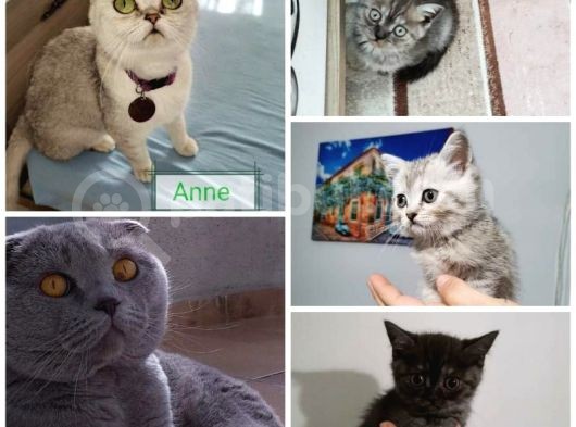 3 Tane Dişi Yavrumuz Silver Tabyy görsel