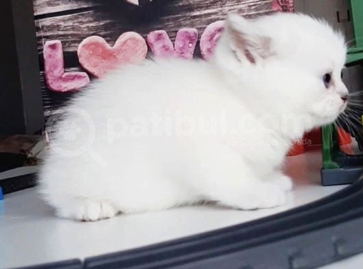 Full Üretim Secereli 30 Günlük Dişi Yavru Silverpoint Ns1133 British Shorthair görsel