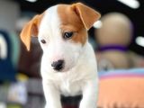 Kısa Bacak Jack Russel Yavrular