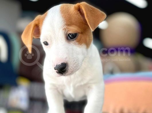 Kısa Bacak Jack Russel Yavrular görsel