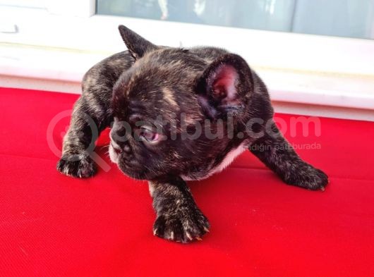 Blue Tan Gen Taşiyici Bri̇ndle Yavrularimiz Rezerveye Açiktir görsel