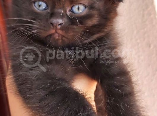 Nadir Renk Chocolate Scothis Yavru