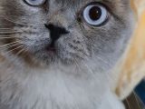 British Shorthair Yavrular