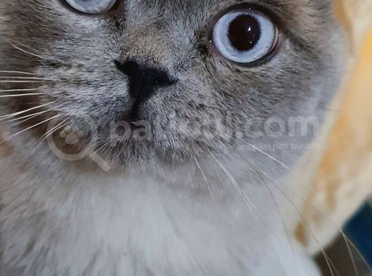 British Shorthair Yavrular görsel
