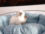 Scottish Fold Yavru