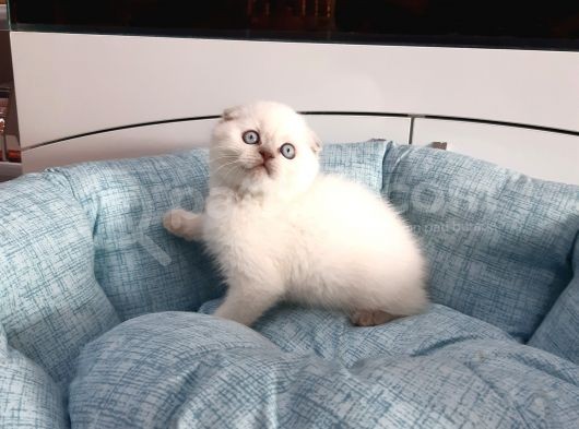 Scottish Fold Yavru görsel