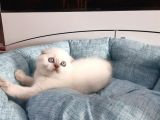 Scottish Fold Yavru