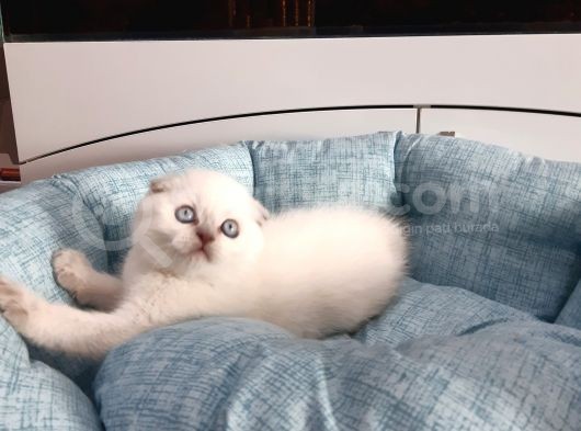 Scottish Fold Yavru görsel