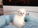 Scottish Fold Yavru