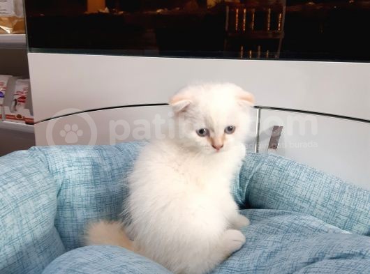 Scottish Fold Yavru