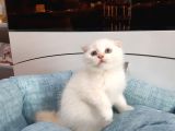Scottish Fold Yavru