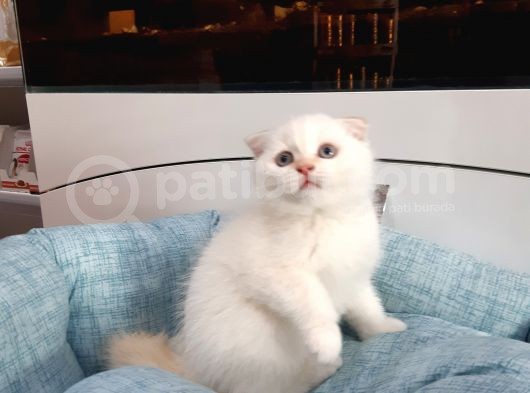 Scottish Fold Yavru görsel