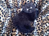 British Longhair  Blue Ve Black