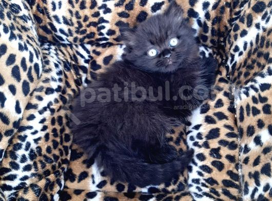 British Longhair  Blue Ve Black görsel