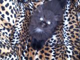 British Longhair  Blue Ve Black