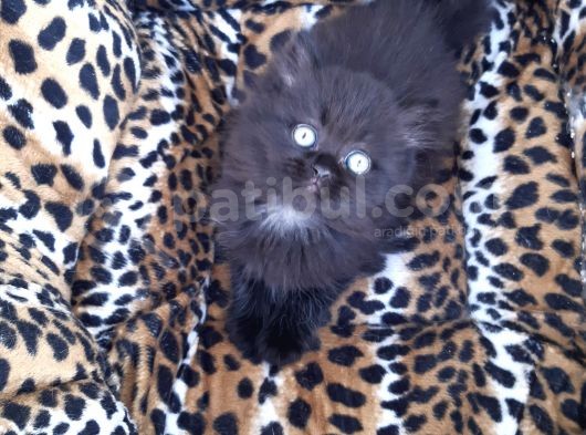 British Longhair  Blue Ve Black görsel