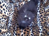 British Longhair  Blue Ve Black