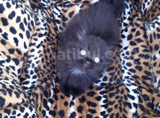 British Longhair  Blue Ve Black görsel