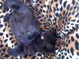 British Longhair  Blue Ve Black