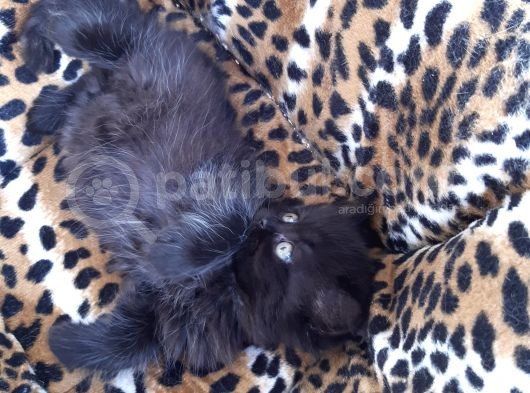 British Longhair  Blue Ve Black görsel