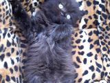 British Longhair  Blue Ve Black