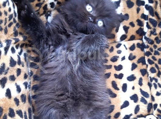 British Longhair  Blue Ve Black görsel