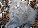 British Longhair  Blue Ve Black