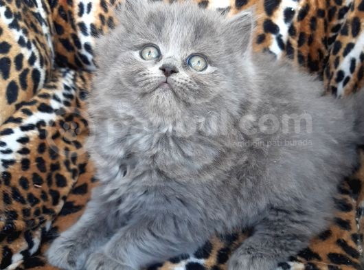 British Longhair  Blue Ve Black görsel
