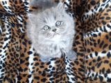 British Longhair  Blue Ve Black