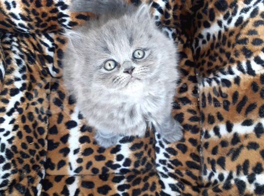 British Longhair  Blue Ve Black görsel