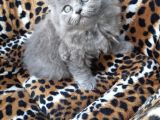 British Longhair  Blue Ve Black