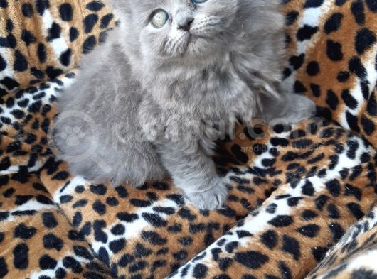 British Longhair  Blue Ve Black görsel