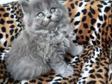 British Longhair  Blue ve Black