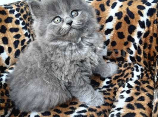 British Longhair  Blue Ve Black