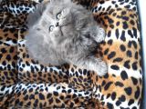British Longhair  Blue Ve Black
