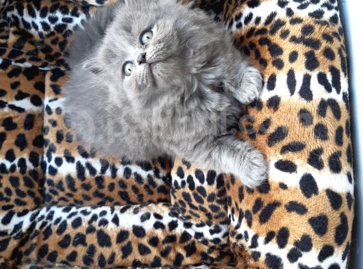 British Longhair  Blue Ve Black görsel